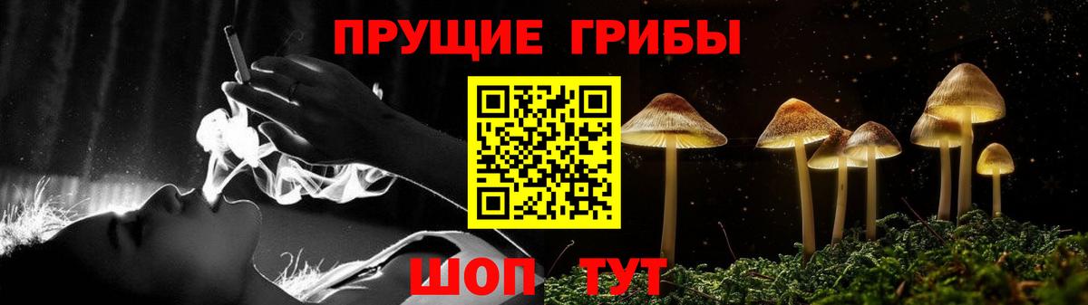 Псилоцибиновые грибы Psilocybe Губаха
